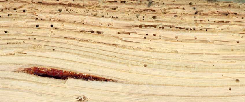 Wood Flooring Bugs Guide