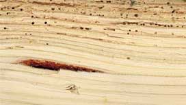How to get rid of the wood flooring bugs | Flooring Services London How to get rid of the wood flooring bugs | Flooring Services London