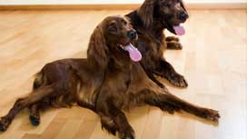 Is wood flooring suitable for house with pets | Flooring Services London